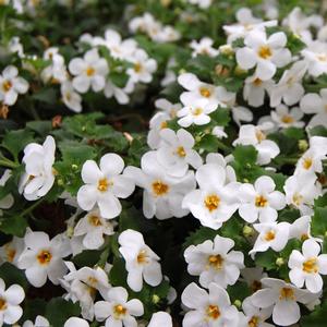 Sutera cordata 'Jumbo White Imp'