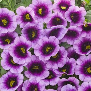 Calibrachoa 'Blue Moon Punch'