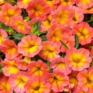 Calibrachoa 'Coral Sun'