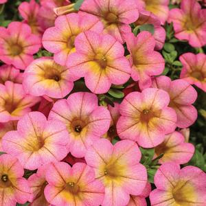 Calibrachoa 'Honeyberry'