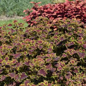 Solenostemon 'Inky Fingers'