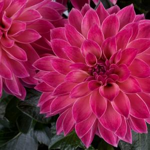 Dahlia 'Midi Ibiza'