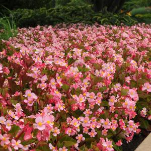 Begonia 'Pink'