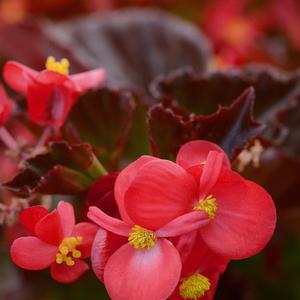 Begonia 'Red'