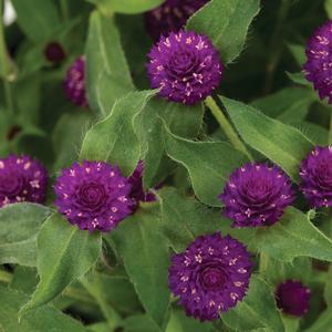 Gomphrena 'Lil' Forest Plum'