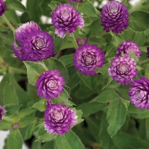 Gomphrena 'Sugared Plum'