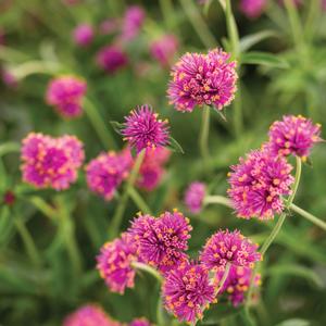 Gomphrena pulchella 'Pink'