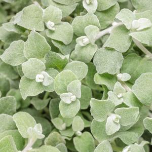 Helichrysum petiolare 'White Licorice'