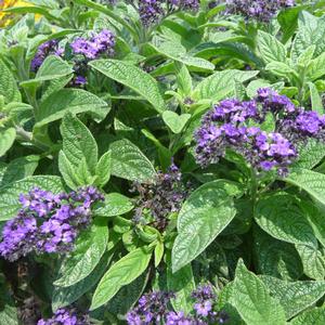 Heliotropium arborescens 'Dark Blue'