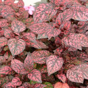 Hypoestes phyllostachya 'Red'