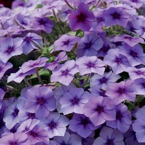 Phlox 'Blueberry'