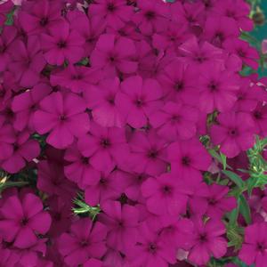 Phlox 'Cabernet'