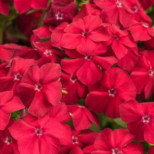 Phlox 'Red Hot'