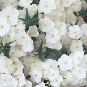 Phlox 'White'