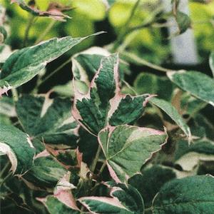 Ipomoea batatas 'Tricolor'