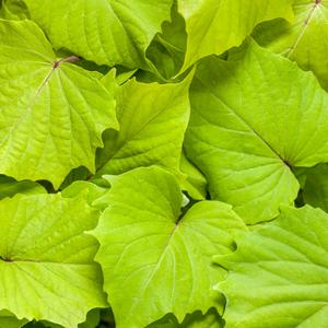 Ipomoea batatas 'Sweet Caroline Bewitched Green with Envy'