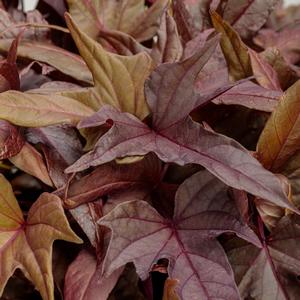 Ipomoea batatas 'Sweet Caroline Red Hawk'