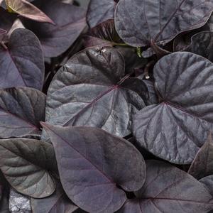 Ipomoea batatas 'Sweet Caroline Sweetheart Jet Black'