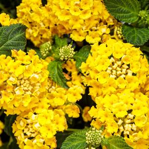 Lantana 'Citron'