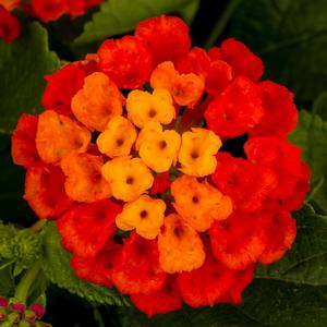 Lantana camara 