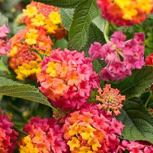 Lantana camara 'Berry Blend'