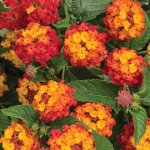 Lantana camara 'Citrus Blend'