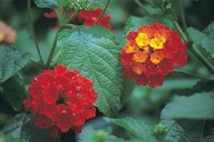 Lantana camara 'Dallas Red'