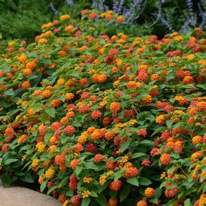 Lantana camara 'Flame'