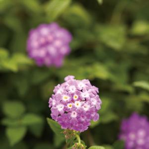 Lantana camara 'Grape'