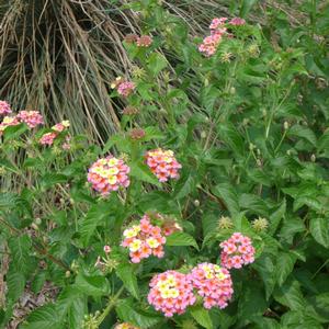 Lantana camara 'Ham and Eggs'