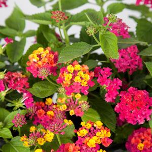 Lantana camara 'Hot Pink'