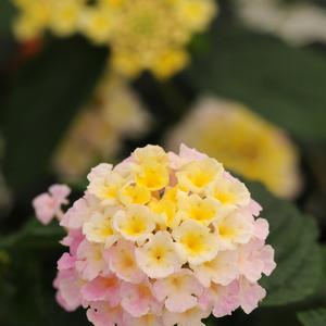 Lantana camara 'Lavender'