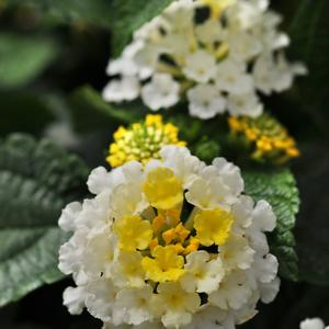 Lantana camara 'Lemon Cream'