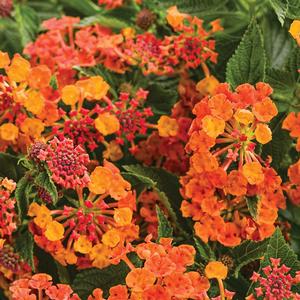 Lantana camara 'Marmalade'