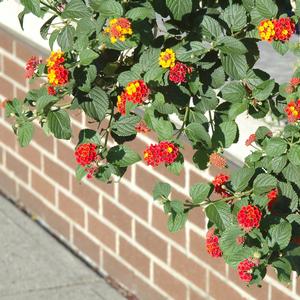 Lantana camara 'Miss Huff'