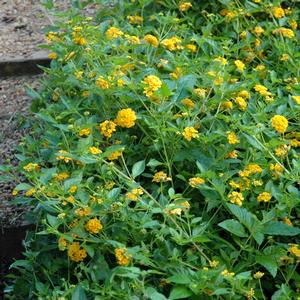 Lantana camara 'New Gold'