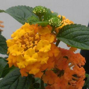 Lantana camara 'Orange'