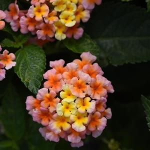 Lantana camara 'Peach'