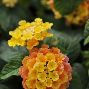 Lantana camara 'Peach Glow'