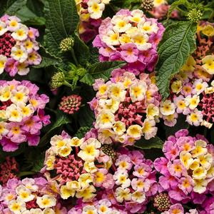 Lantana camara 'Pinkberry Blend'