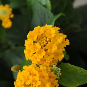 Lantana camara 'Pot of Gold'