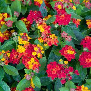 Lantana camara 'Red'