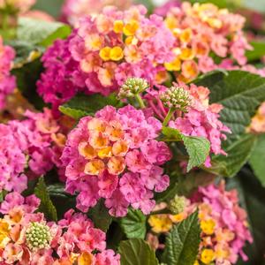 Lantana camara 'Royale Cosmo'