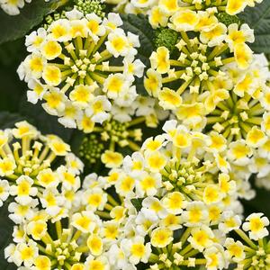 Lantana camara 'Royale Pina Colada'