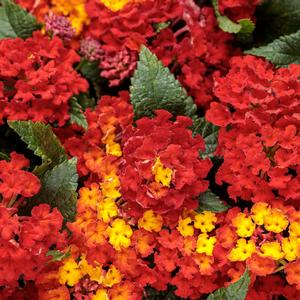 Lantana camara 'Royale Red Zone'