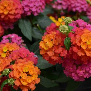 Lantana camara 'Sunrise Rose'