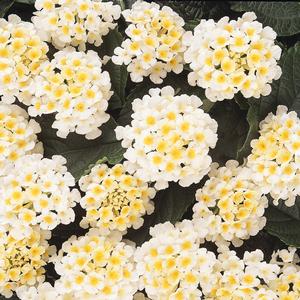 Lantana camara 'White'