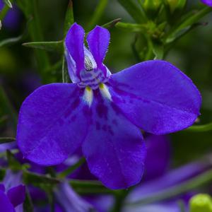 Lobelia erinus 'Cobalt Blue'