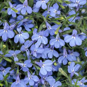 Lobelia erinus 'Sky Blue'