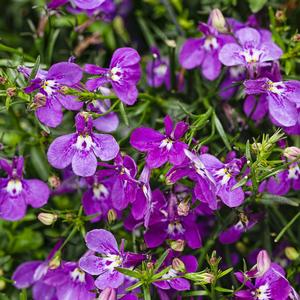 Lobelia erinus 'Ultraviolet'